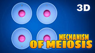 Mechanism of Meiosis। Cell division। Cell cycle। Mr Angry। 3D animation। [upl. by Celina]