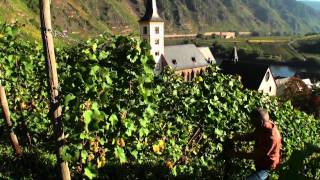 Mosel Tourismus Weinlese im Ferienland Cochem im September amp Oktober [upl. by Nannie]