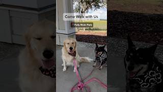 📍Folly River Park music love doglife puppy goldenpup doglife [upl. by Atelra36]