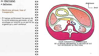 ANATOMIE FMPM LA CAVITÉ ABDOMINALE [upl. by Jarid]