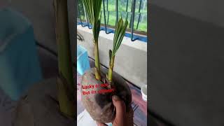 Twin coconut goodvibes shortvideo nature gutlaychannel [upl. by Plank]