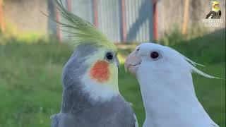 Female Cockatiels Singing [upl. by Sosthina]