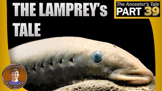 The Lampreys Tale [upl. by Bergmans]