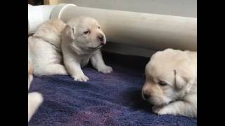 ThreeWeekOld Labrador Puppies Learn to Howl [upl. by Omolhs578]