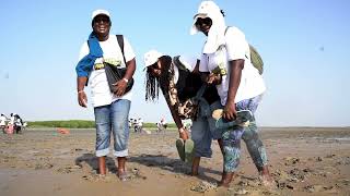 Journée de Plantation de propagules dans la mangrove à Palmarin [upl. by Leftwich]