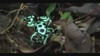 Dendrobates auratus Frog fight [upl. by Ade]