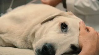 Top 10 Saddest Animal Deaths in Movies [upl. by Ann-Marie]