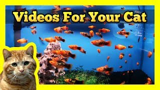 Videos for your Cat  Spotted Orange Mollies in a Fish Tank [upl. by Leonore]