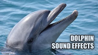 Dolphin Sounds 🐬 Dolphin Sound Effects [upl. by Sgninnej381]