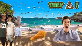 Feeding Seagulls Laxatives PRANK [upl. by Alliber]