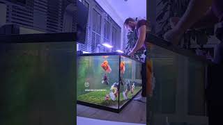 Hand feeding GIANT Goldfish fancygoldfish goldfish fishkeeping aquarium fish oranda petfish [upl. by Abbott]