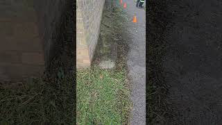 Council cut backs FREE tidy up removing wall weeds [upl. by Nasas145]