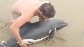 Man Finds A Dolphin On The Beach — Alive [upl. by Nanis]