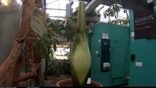 Perry the Corpse Flower Full Bloom Cycle 2016 [upl. by Wassyngton]