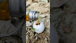 Making Crooked An EGG On EGG🥚😱 Make EGG On EGG ।। survival outdoors camping making shorts [upl. by Locke]