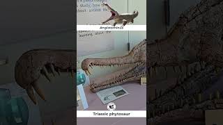 Angistorhinus Triassic Phytosaur on Display [upl. by Ibrek]