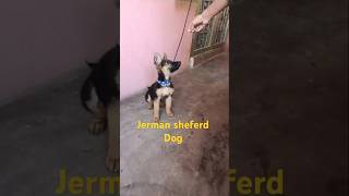 Jerman sheferd doglover pets longcoats puppy [upl. by Kerekes881]