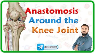 Anastomosis Around the Knee Joint  Genicular anastomosis  Lower limb anatomy  MBBS 1st year NEXT [upl. by Okkin]