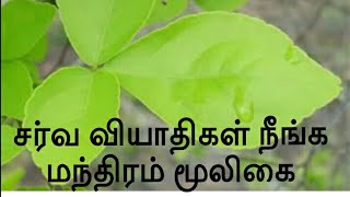 சர்வ வியாதிகள் நீங்க மந்திரம் மூலிகை sanjeevi herbal manthiram in tamil [upl. by Amir]