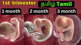 pregnancy 1st trimester 3d animation tamil [upl. by Armilda]