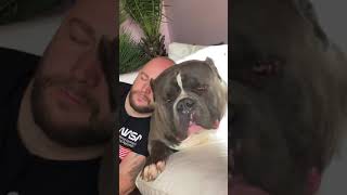 Thor American Bully giant [upl. by Dane107]