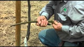 How to patch bud 1 to 2 year old walnut trees  UCANR [upl. by Meir]