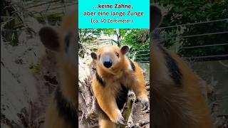 3 Fakten über den kleinen Ameisenbär  SWR Plus  shorts tamandua [upl. by Reniar]