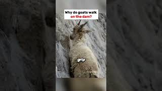 Why do goats walk on the dam [upl. by Kan]