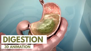 How the Digestive System Works  3D Animation [upl. by Katey]