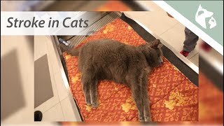 Signs of a Stroke in Cats Vlog 15  Southeast Veterinary Neurology [upl. by Milas]