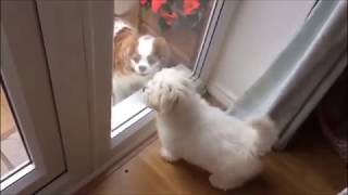 Mischievous Coton De Tulear Puppy  Funny video [upl. by Solracsiul801]