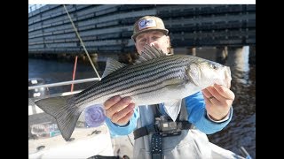 STRIPER FISHING in the WINTER Bridge Fishing and Fly Fishing [upl. by Seda]