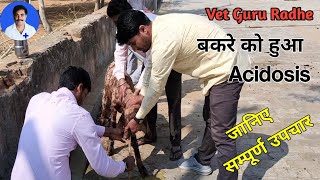 Treatment of Acidosis in A Goat ।। Complete treatment by Dr Radheshyam Saini [upl. by Benge]