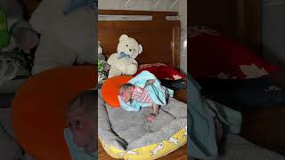 quotWatch This Baby Monkey Do the Funniest Thing 😂🐒 Shortsquot monkeyvideo cute animals babylover [upl. by Tommy]