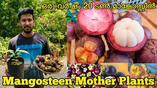 How to Grow Mangosteen Fruit at Home  Mangosteen Mother Plants  Mangosteen Fruit Plants for Sale [upl. by Obidiah]