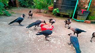 Crow bird Fight for Food  Angry kauwa ki awaaz  Huge numbers of crows crowing and crying sound 780 [upl. by Dehsar]