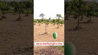 आम कितने दूरी पर लगाएं 🥭 aam ki kheti  aam kitne duri per lagaen aam [upl. by Acilejna]