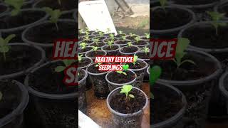 Healthy lettuce seedlings agriculture greenchillifarming farming farmer food vegetables farm [upl. by Sluiter]