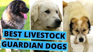 Livestock Guardian Dog Breeds  Best 30 LGDs [upl. by Ensoll]