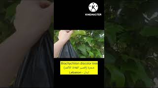 Brachychiton discolor tree شجرةقصير الغِلالة الأكمدبراكيكيتون الفيديو الكامل على القناة زرّيعة [upl. by Fineberg]