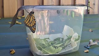 Monarch Caterpillar Home Project  BIRTHING DAY [upl. by Llain]