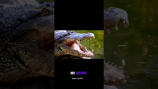 crocodile size 🤯😮 MrBeast FactsMine shorts youtubeshorts facts [upl. by Accissej650]