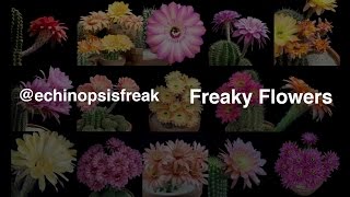 Freaky Flowers  Echinopsis Cacti in Bloom [upl. by Gaston]