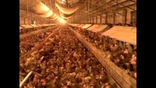 Hundreds of hens and one rooster movie [upl. by Lambrecht]