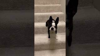 Dog on Stairs puppy dog dinner [upl. by Laram]