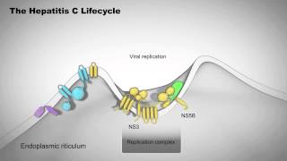 The Hepatitis C Lifecycle [upl. by Remle562]