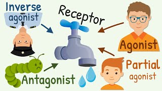 Agonist Partial Agonist Antagonist and Inverse Agonist for Receptors [upl. by Nairadal821]