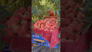 The Most Juicy Sweet Peaches fruit foodlover naturelovers [upl. by Lili]