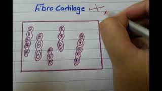 Fibrocartilage histo diagram  histology of fibrocartilage [upl. by Ahsika678]