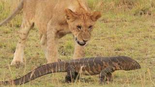 Pride of lions versus a Nile Monitor [upl. by Chane]